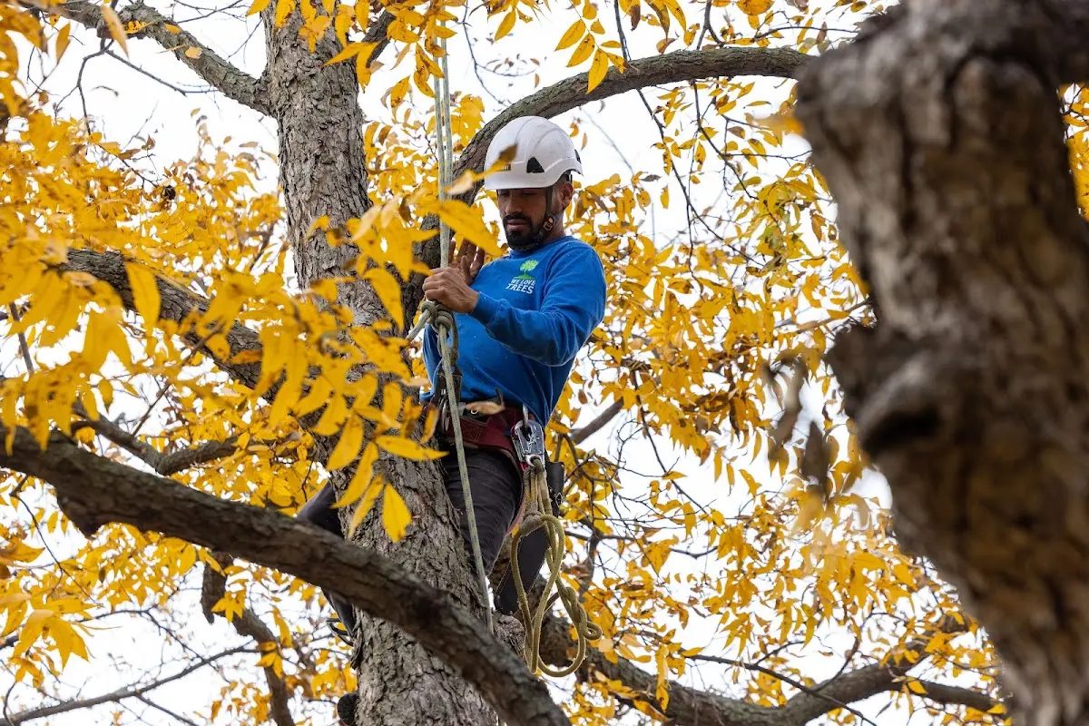 Skilled Tree Pruning crew working in Oxford